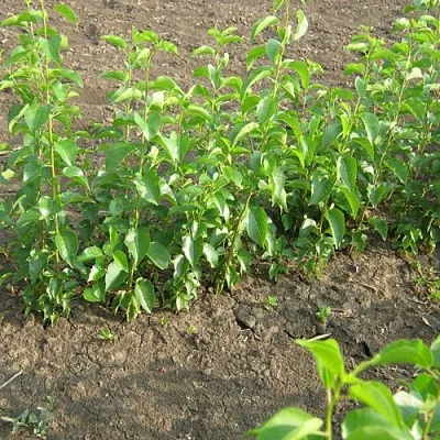 Подвой вишни АНТИПКА  Подвой вишни АНТИПКА в Самаре