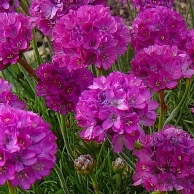 Армерия МОНИНГ СТАР ДИП РОУЗ в Самаре