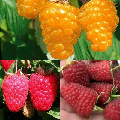 Комплект ЗОЛОТАЯ МАЛИНА в Самаре