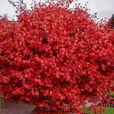 Клен гиннала  в Самаре