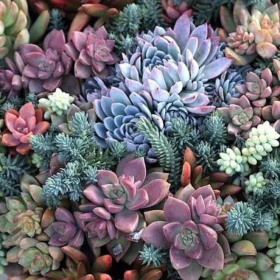 Суккуленты в Самаре