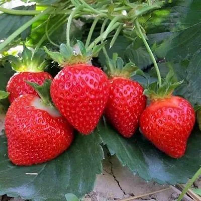 Клубника ТЕА в Самаре