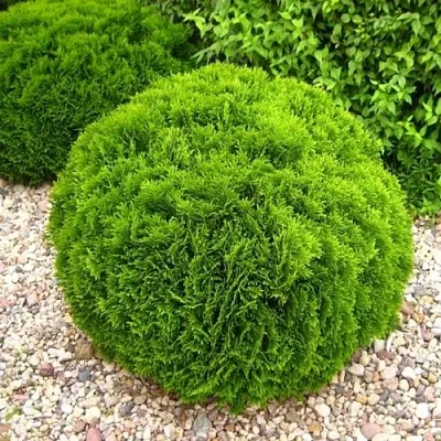 Туя ДАНИКА западная  Туя ДАНИКА западная в Самаре