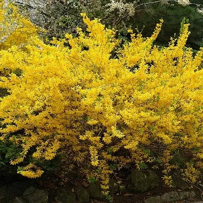 Форзиция ГОЛДЗАУБЕР средняя в Самаре