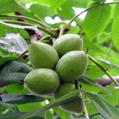 Орех маньчжурский МИЧУРИНЕЦ  Орех маньчжурский МИЧУРИНЕЦ в Самаре