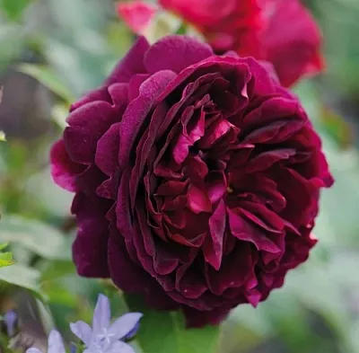 Саженцы роз МАНСТЕД ВУД английская в Самаре