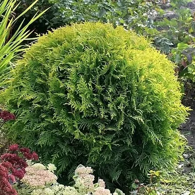 Туя ЕЛЛОУ ГЛОБ западная  Туя ЕЛЛОУ ГЛОБ западная в Самаре