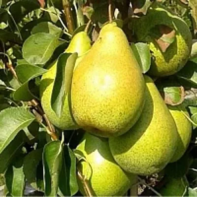 Груша ПАТЕН (ГЛУБОКСКАЯ) в Самаре