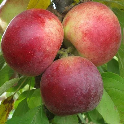 Яблоня БАЛЕРИНА ФЛАМЕНКО колонновидная в Самаре