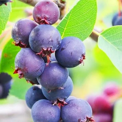 Ирга СМОУКИ в Самаре