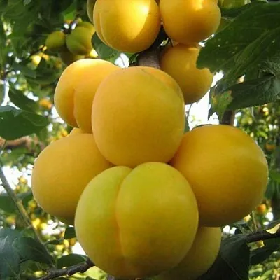 Слива ЛОДВА в Самаре