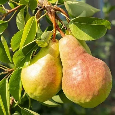 Летние сорта в Самаре