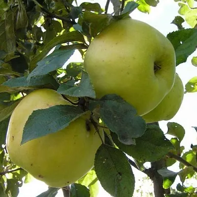 Яблоня Антоновка Обыкновенная в Самаре