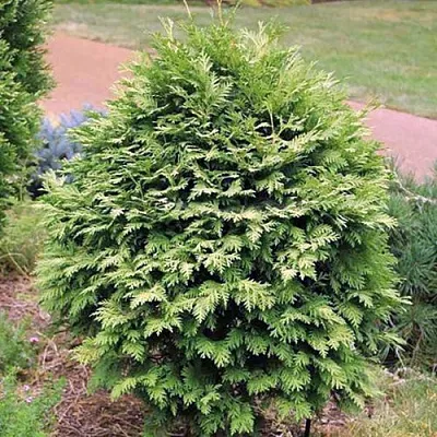 Туя ВАРЕАНА ЛЮТЕСЦЕНС западная  Туя ВАРЕАНА ЛЮТЕСЦЕНС западная в Самаре