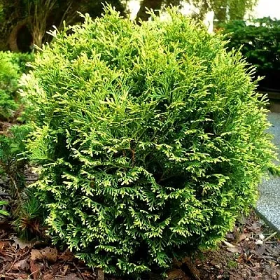 Туя ВОТЕРФИЛД западная  Туя ВОТЕРФИЛД западная в Самаре