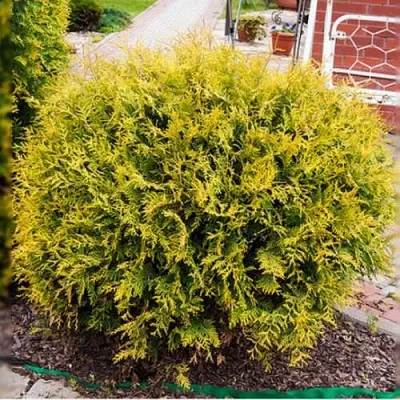 Туя КОЛЛЕРС ГОЛД складчатая  Туя КОЛЛЕРС ГОЛД складчатая в Самаре