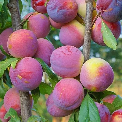 Слива КОЛОННОВИДНАЯ в Самаре