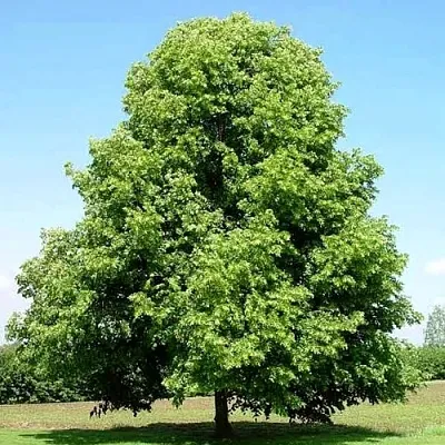 Липа мелколистная в Самаре