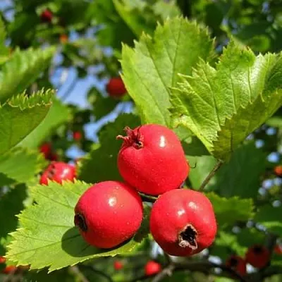 Боярышник МЯГКОВАТЫЙ  Боярышник МЯГКОВАТЫЙ в Самаре