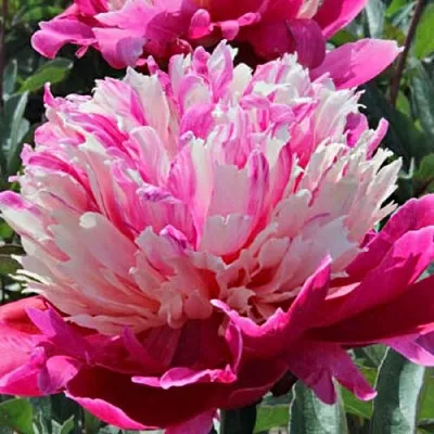 Пион ДЕЙДРИМ травянистый  Пион ДЕЙДРИМ травянистый в Самаре