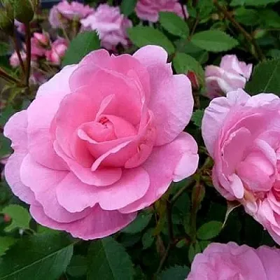 Саженцы роз ДЖОН ДЭВИС плетистая в Самаре