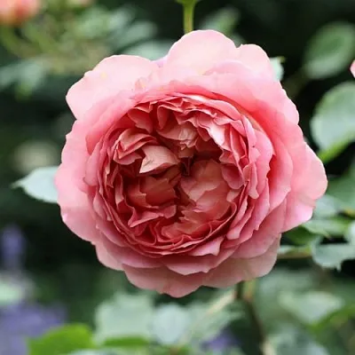 Саженцы роз РИДЖЕНТС ПАРК чайно-гибридная в Самаре