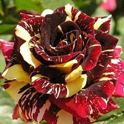 Саженцы роз ФОКУС ПОКУС флорибунда в Самаре