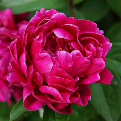 Пион ЛУИ ВАН-ГУТТ травянистый  Пион ЛУИ ВАН-ГУТТ травянистый в Самаре