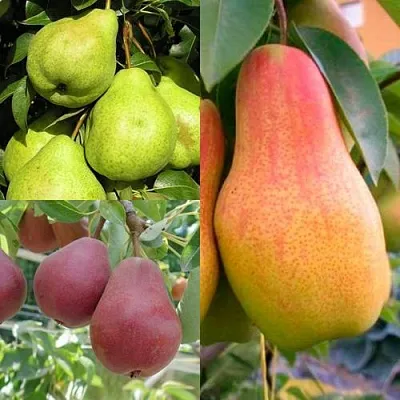 Комплект ГРУШЕВОЕ АССОРТИ в Самаре