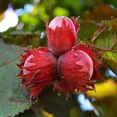 Фундук КРАСНЫЙ ЯНТАРЬ в Самаре