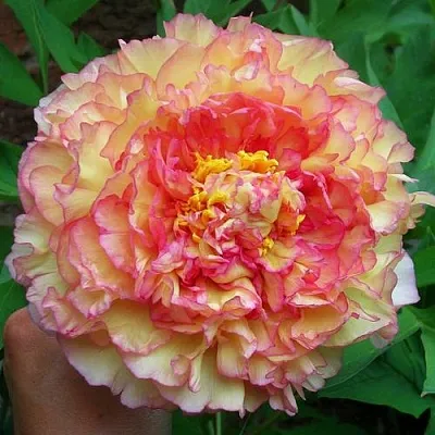 Пионы древовидные в Самаре