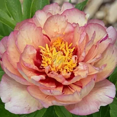 Пион КЭЛЛИС МЕМОРИ ито-гибрид  Пион КЭЛЛИС МЕМОРИ ито-гибрид в Самаре