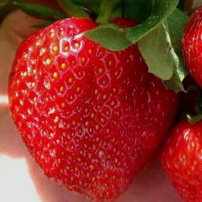 Клубника МАГНУС в Самаре