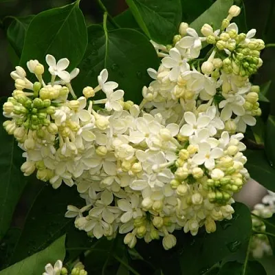 Сирень ПРИМРОУЗ  Сирень ПРИМРОУЗ в Самаре