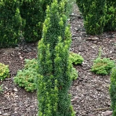 Тис ВОЙТЕК средний  в Самаре