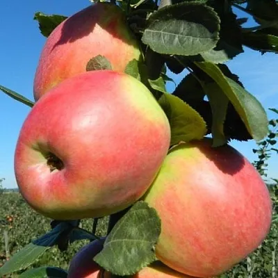 Яблоня БРЯНСКОЕ РОЗОВОЕ в Самаре