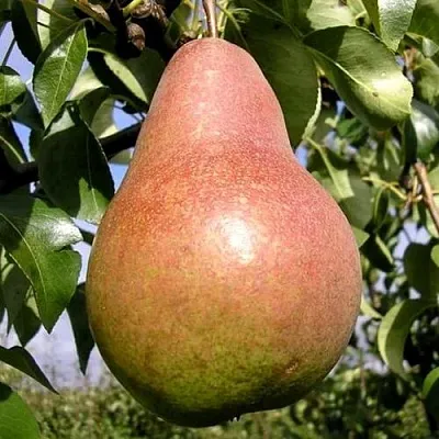 Груша КИРГИЗСКАЯ ЗИМНЯЯ в Самаре