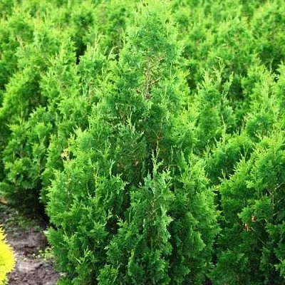 Туя СПИРАЛИС западная  Туя СПИРАЛИС западная в Самаре