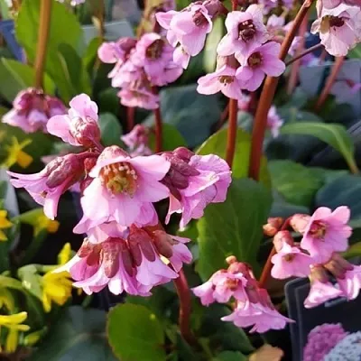 Бадан БЭБИ ДОЛЛ в Самаре