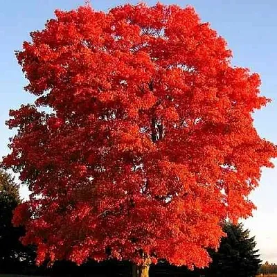 Дуб красный  в Самаре