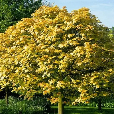 Клен ложноплатановый в Самаре