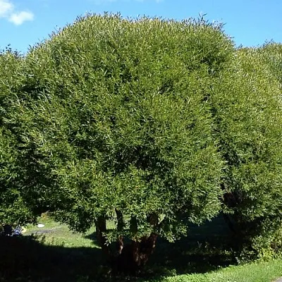 Ива ломкая  в Самаре