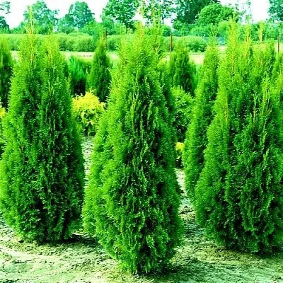 Туя ВИДМАНТ западная  Туя ВИДМАНТ западная в Самаре