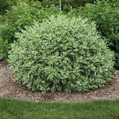 Дерен ЭЛЕГАНТИССИМА белый в Самаре