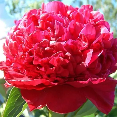 Пион ИНСПЕКТОР ЛАВЕРН травянистый  Пион ИНСПЕКТОР ЛАВЕРН травянистый в Самаре