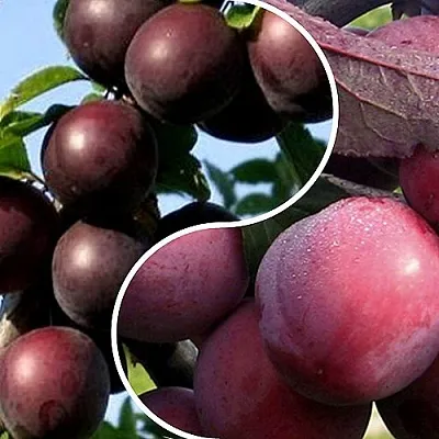 Комплект ИЗЮМИНКА САДА в Самаре