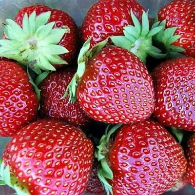 Клубника МАЛЬВИНА в Самаре