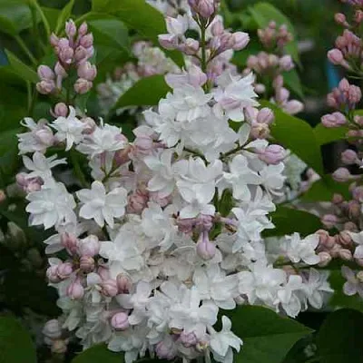 Сирень КРАСАВИЦА МОСКВЫ  Сирень КРАСАВИЦА МОСКВЫ в Самаре