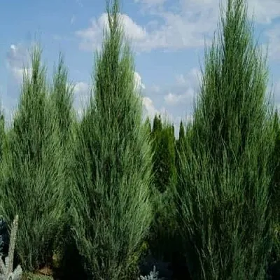 Можжевельник СКАЙРОКЕТ скальный в Самаре