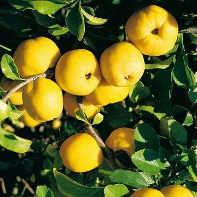 Айва ЦЕЗАРЬ в Самаре